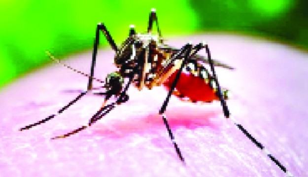 কন্ট্র্যাক্ট ট্রেসিং করতে না পারায় নিয়ন্ত্রণে আসছে না ডেঙ্গু