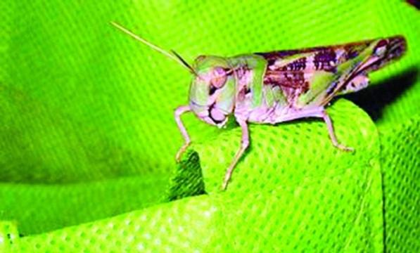 পঙ্গপাল কৃষি-ফসলের সবচেয়ে বড় শত্রু