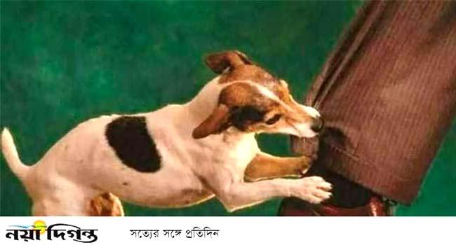 হবিগঞ্জে ২ দিনে কুকুরের কামড়ে আহত ৭১