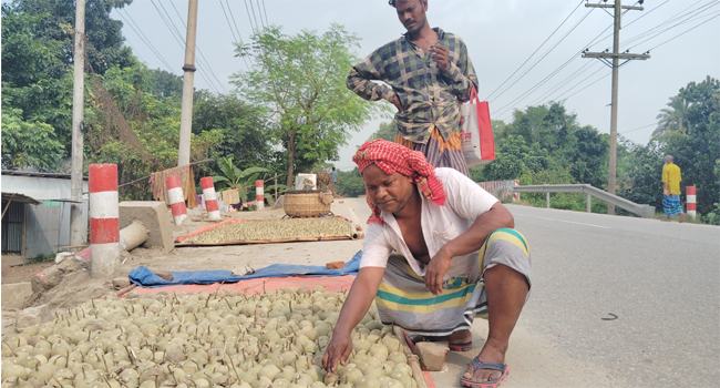 বাতাসে কদবেলের ঘ্রাণ!