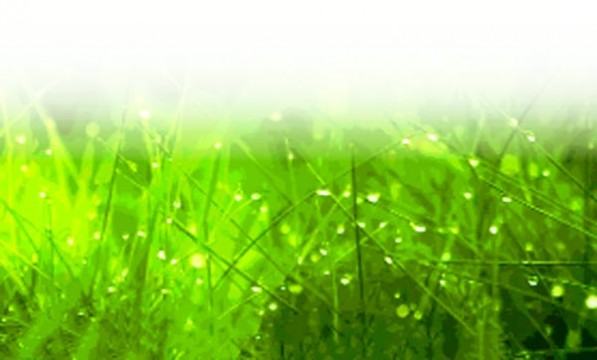 ঘাসের ডগায় শিশির ফোঁটা