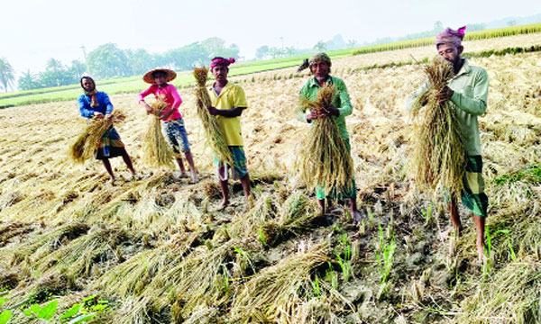 চৌগাছায় আমনে বিঘাপ্রতি ৫ হাজার টাকা লোকসান : কৃষকের মাথায় হাত