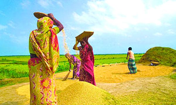 পঞ্চগড়সহ উত্তরাঞ্চলে চলছে নবান্ন উৎসব