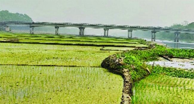 হোসেনপুরে নাব্যতা সঙ্কটে ব্রহ্মপুত্র নদের বুকে ফসলের আবাদ