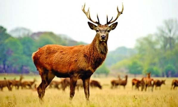 আয়ারল্যান্ডের প্রথম জাতীয় উদ্যান