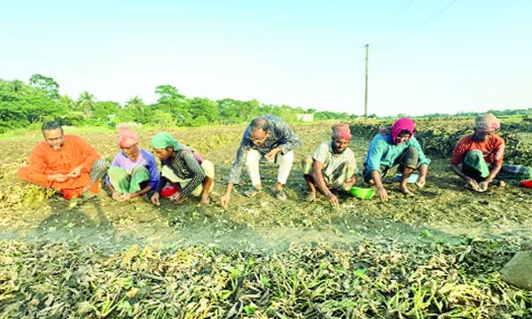 শরীয়তপুরে বাড়ছে বিনা চাষে পেঁয়াজ-রসুনের আবাদ
