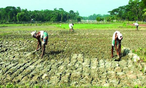 লক্ষ্মীপুরে বন্যার ক্ষতি কাটিয়ে ঘুরে দাঁড়ানোর চেষ্টায় কৃষক