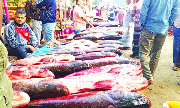 শিবগঞ্জ ও জয়পুরহাটে নবান্নের মেলা