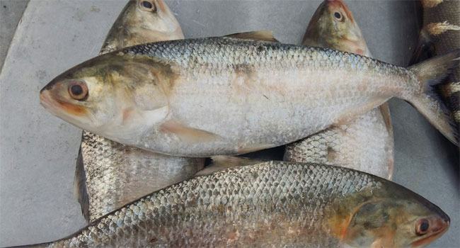 পদ্মার এক হালি ইলিশ ১৪,৪০০ টাকায় বিক্রি