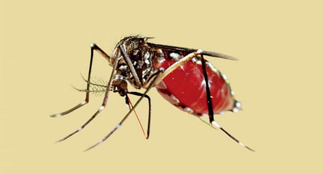 ডেঙ্গুতে ১ জনের মৃত্যু, হাসপাতালে ১০৫২