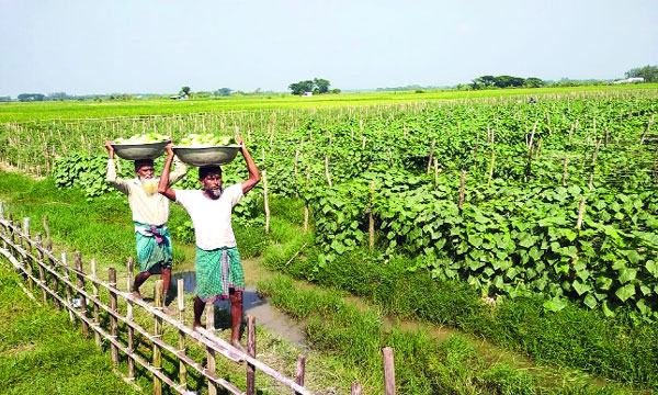 মিরসরাইয়ে ক্ষিরা চাষে লাভবান কৃষকরা