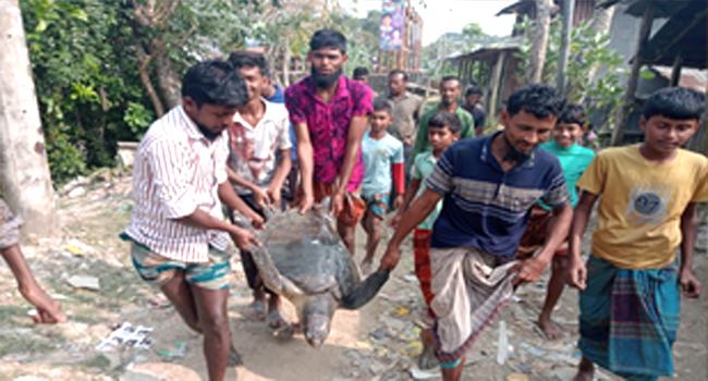 গলাচিপায় জালে ধরা পড়ল ২০০ বছরের জলপাইরঙ্গা কাছিম
