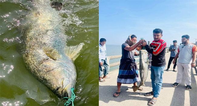 টেকনাফে বড়শিতে ধরা পড়ল ২৫ কেজির কোরাল
