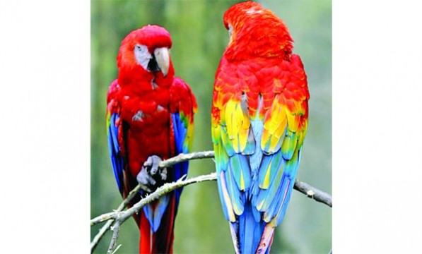 স্কারলেট ম্যাকাও পাখি
