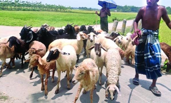 গাড়ল পালনে সফল শরীফুল