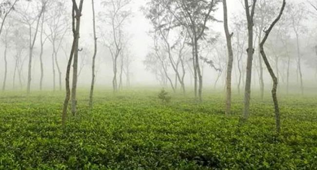 মৌসুমের সর্বনিম্ন তাপমাত্রা শ্রীমঙ্গলে