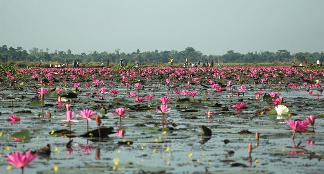 জৈন্তাপুরের লাল শাপলায় মুগ্ধ পর্যটকরা