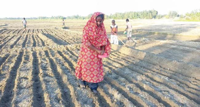 তিস্তার বালুচরেই স্বপ্ন দেখছেন কৃষকেরা