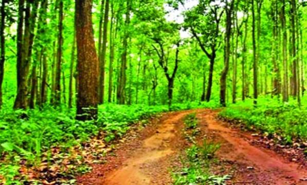 শ্যাম টিউলিপ