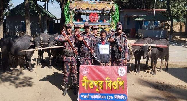 পোরশায় ভারতীয় মহিষসহ চোরাকারবারি আটক