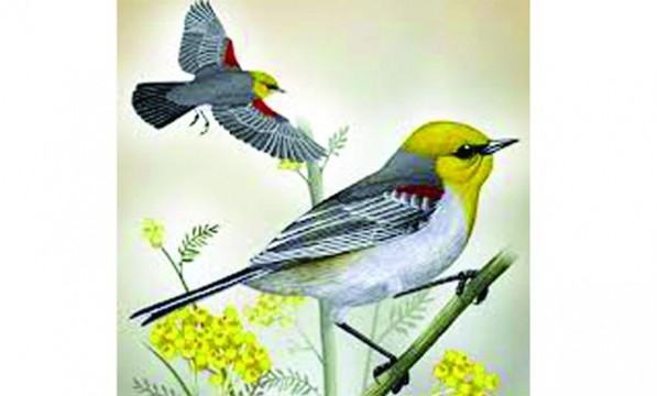 পতঙ্গভুক পাখি ভার্ডিন