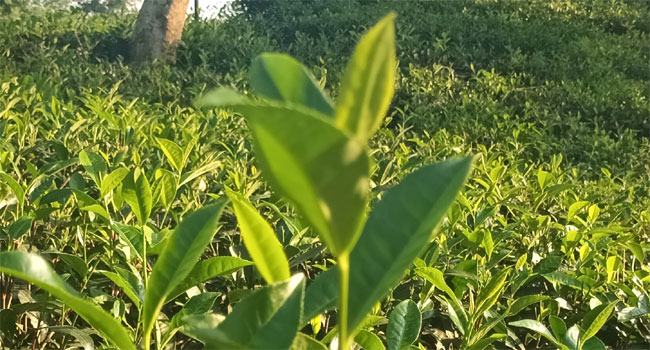 অক্টোবরে ১৪ দশমিক ৯২৩ মিলিয়ন কেজির রেকর্ড চা উৎপাদন