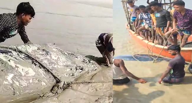 হাতিয়ায় চরে আটকা পড়ল বিশাল আকৃতির তিমি