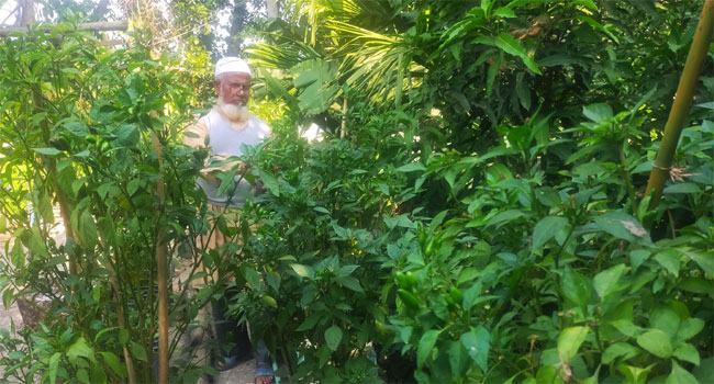 পাকুন্দিয়ায় বোরহান উদ্দিন দম্পতির শখের ছাদ বাগান