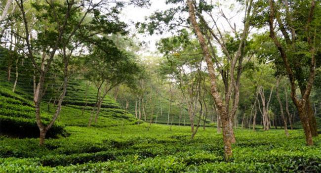 কমলগঞ্জে কাজে যোগ দেয়নি এনটিসির চা শ্রমিকরা