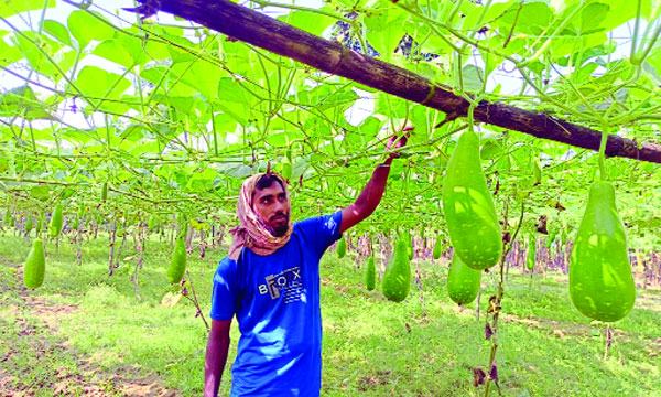 মাচা পদ্ধতিতে লাউ চাষে ঝুঁকছেন তরুণ কৃষকরা