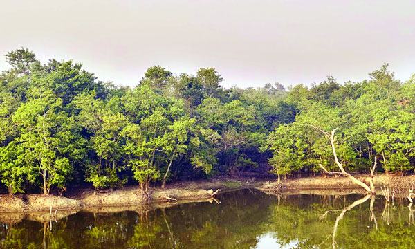এ যেন আরেক সুন্দরবন