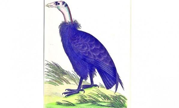কনডোর