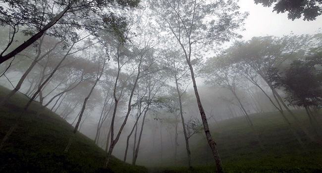 শ্রীমঙ্গলে ঘনকুয়াশায় জুবুথুবু অবস্থা