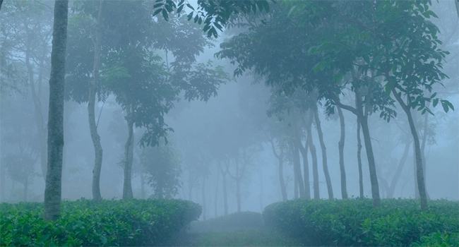 শীতে কাঁপছে শ্রীমঙ্গল
