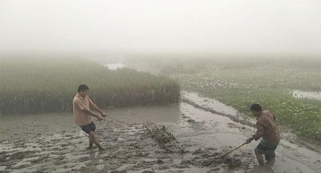 তীব্র শীতেও ধানের বীজতলা তৈরিতে উৎসবমুখর কৃষকরা