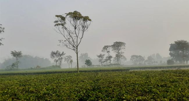 তেঁতুলিয়ার তাপমাত্রা আরো কমে ৮ ডিগ্রির ঘরে