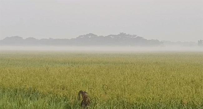 তীব্র শীতে কাবু দক্ষিণাঞ্চলের সাধারণ মানুষ