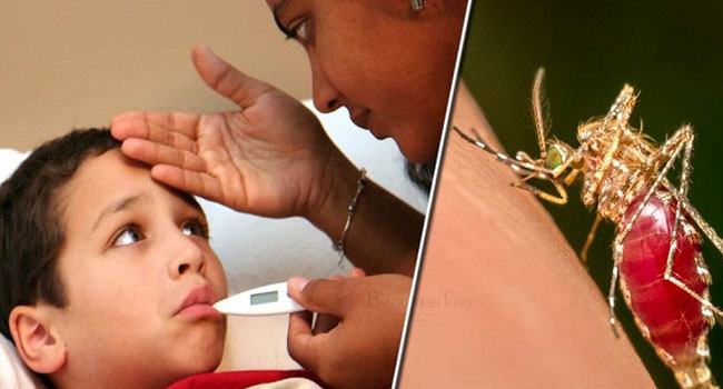 ডেঙ্গুতে আরো তিনজনের মৃত্যু, হাসপাতালে ৩১৬