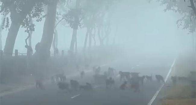 আজ দেশের সর্বনিম্ন তাপমাত্রা শ্রীমঙ্গলে