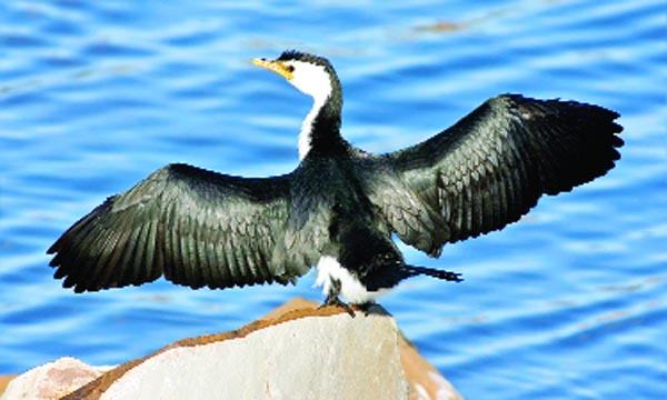 কোমারান্্ট্ পাখি