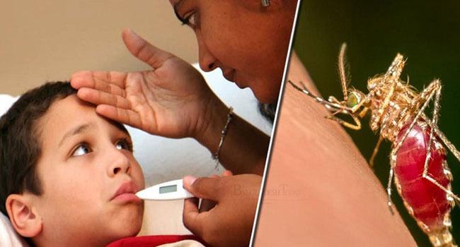 ডেঙ্গুতে আরো ৫ জনের মৃত্যু, হাসপাতালে ২৭৪