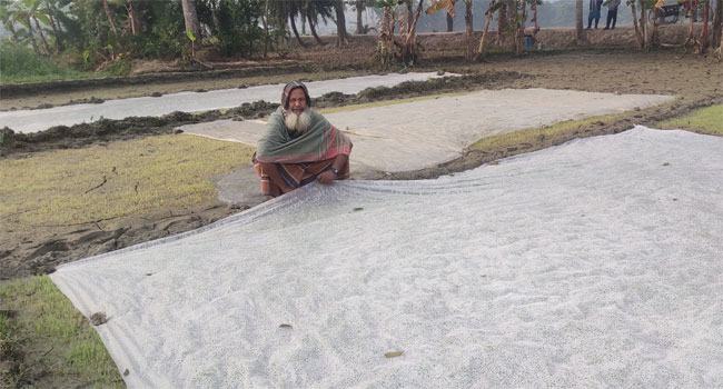 চৌগাছায় জনপ্রিয় হয়ে উঠছে পলিথিনে ঢাকা বীজতলা