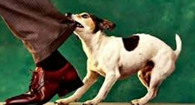 হোসেনপুরে পাগলা কুকুরের কামড়ে আহত অর্ধশত