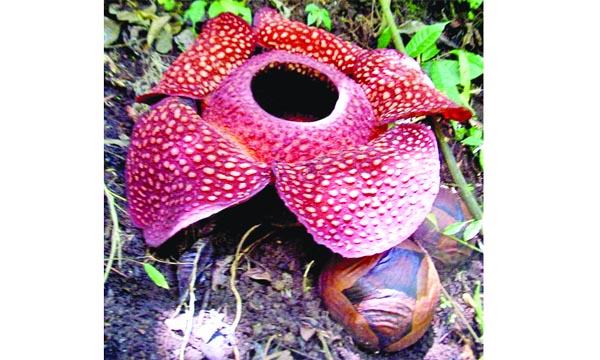 র‌্যাফলেসিয়া আরনল্ডি