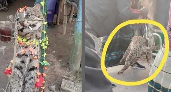 ঝিনাইদহে মেছো বিড়াল হত্যার অভিযোগে গ্রেফতার ১