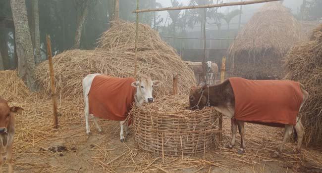 জবুথবু লালমনিরহাটের মানুষ