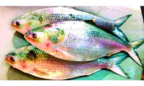 আমাদের জাতীয় মাছ