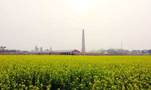 তাড়াশে কৃষিজমিতে গড়ে উঠছে অনুমোদনহীন ইটভাটা