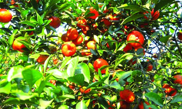 সন্তানের অনুপ্রেরণায় বগুড়ার আজিজের কমলা চাষ