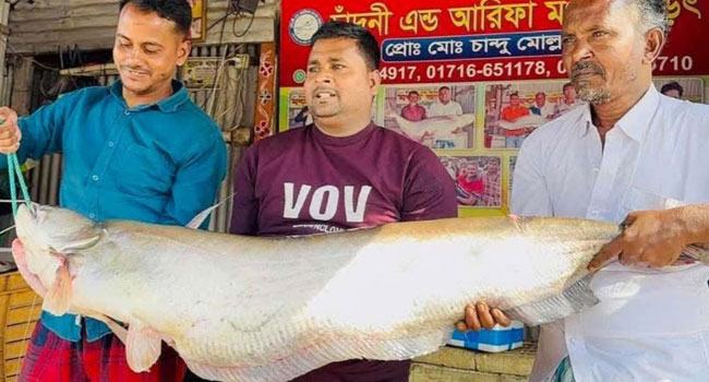 দৌলতদিয়ায় ৫২ হাজারে পদ্মার বোয়াল বিক্রি